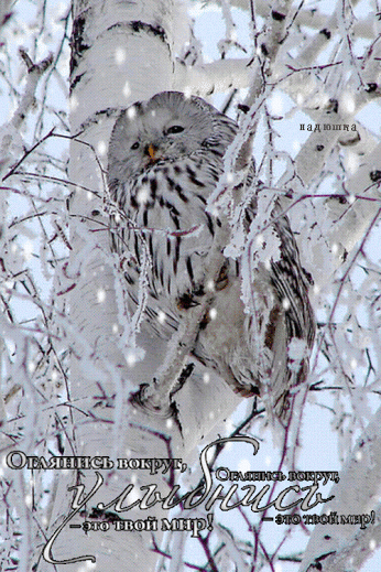 Совушки/Owls – Сообщество – Google+