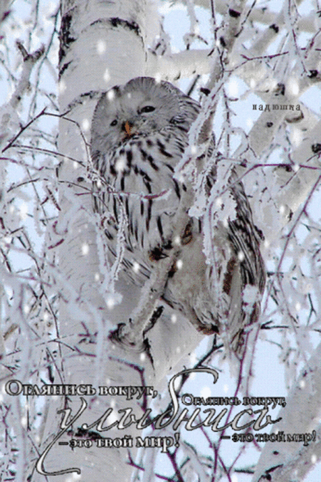 Совушки/Owls – Сообщество – Google+