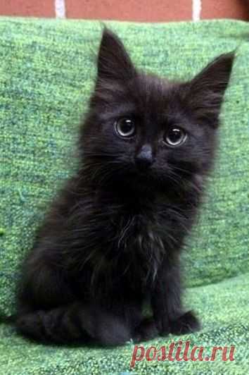 8 августа - всемирный день кошек
Хотелось бы поздравить всех владельцев и просто любителей этих милых созданий, которые делают нашу жизнь ярче, веселее и счастливее!)) Любите животных!)