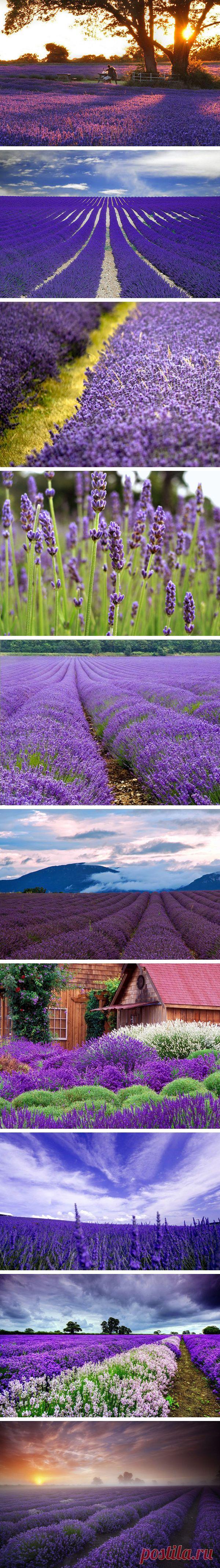 Лавандовые поля Прованса, Франция