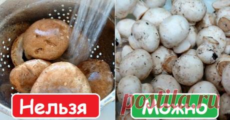 Польза грибов - Женская красота