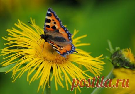 АРОМАТЫ ЛУГОВОГО РАЗНОТРАВЬЯ...