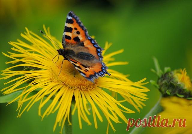 АРОМАТЫ ЛУГОВОГО РАЗНОТРАВЬЯ...