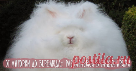 Из чего мы вяжем: классификация и свойства пряжи Эта статья предназначена, прежде всего, для вязальщиц, которые представляют себе огромное количество видов пряжи в наших магазинах. Любая мастерица, я думаю, вспомнит хотя бы одну свою не самую лучшую вещь. Речь не идет здесь о просчетах в узоре или неудачном крое. Речь идет о более серьезных ошибках, которые мы обычно обнаруживаем, когда уже слишком поздно: носки, свалявшиеся при первой же&hellip;