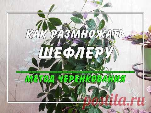 Как размножать шеффлеру? ☀️🍀 Метод размножения черенками.
