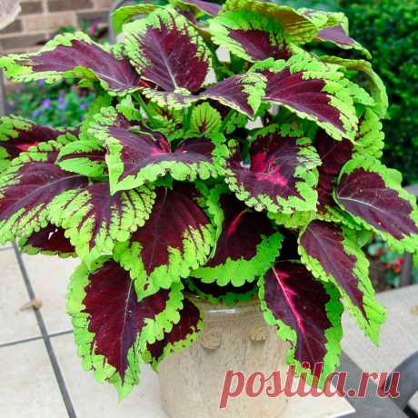 Комнатное растение Колеус (Coleus). Многолетнее неприхотливое травянистое растение семейства Губоцветные высотой около 35-70 см. Колеус выращивают из-за его пестрых расписных листьев, напоминающих листья кротона, - они не теряют своей декоративности в течение круглого года. Обычно колеус культивируют как однолетнее растение, которое легко выращивается из семян или черенков. Цветение начинается поздней весной или летом. Цветки мелкие, голубоватые, собранные в колосовидное соцветие.