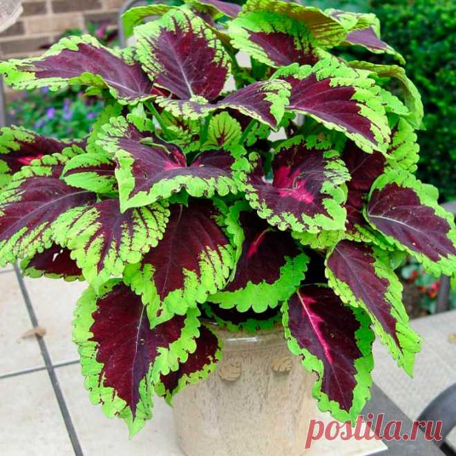 Комнатное растение Колеус (Coleus). Многолетнее неприхотливое травянистое растение семейства Губоцветные высотой около 35-70 см. Колеус выращивают из-за его пестрых расписных листьев, напоминающих листья кротона, - они не теряют своей декоративности в течение круглого года. Обычно колеус культивируют как однолетнее растение, которое легко выращивается из семян или черенков. Цветение начинается поздней весной или летом. Цветки мелкие, голубоватые, собранные в колосовидное соцветие.