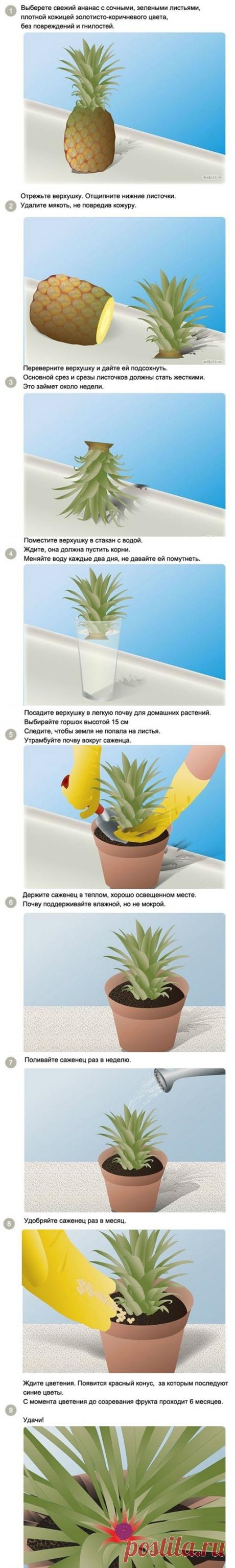Как вырастить ананас в домашних условиях.