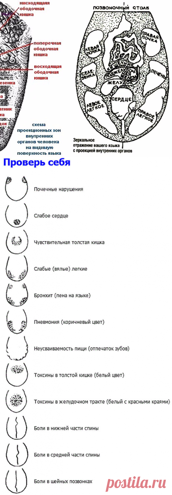 Проверьте себя! Язык расскажет о проблемах в организме