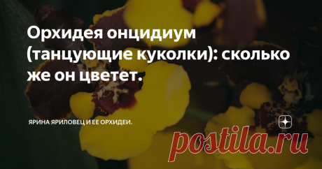 Орхидея онцидиум (танцующие куколки): сколько же он цветет. 31 мая этого года у меня появился онцидиум, ранее я читала, что цветение его совсем недолгое, пара недель, и все, и решила проверить этот постулат.

