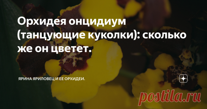 Орхидея онцидиум (танцующие куколки): сколько же он цветет. 31 мая этого года у меня появился онцидиум, ранее я читала, что цветение его совсем недолгое, пара недель, и все, и решила проверить этот постулат.
