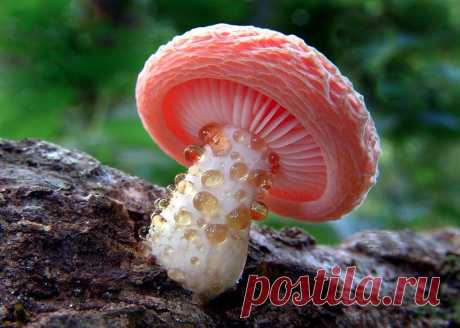 20 фотографий самых красивых грибов в мире