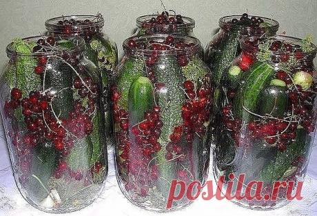 Маринованные огурцы в банке с красной смородиной