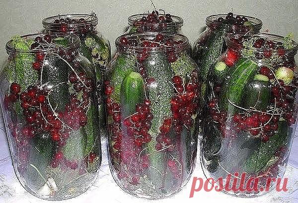 Маринованные огурцы в банке с красной смородиной