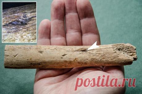 Польские ученые обнаружили обломок стрелы или копья в ребре мамонта | История