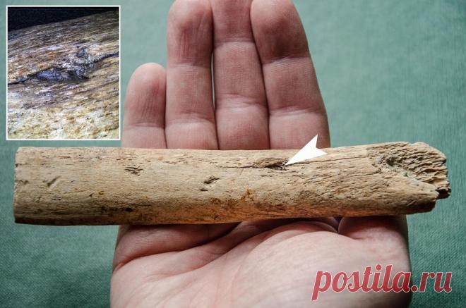 Польские ученые обнаружили обломок стрелы или копья в ребре мамонта | История