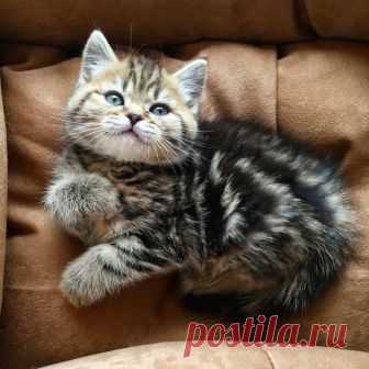 - Котик, кто тут плюшевая булка?
-