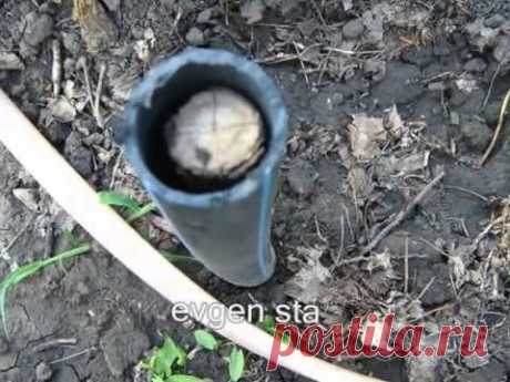 Полезные советы  Дача  сад  огород