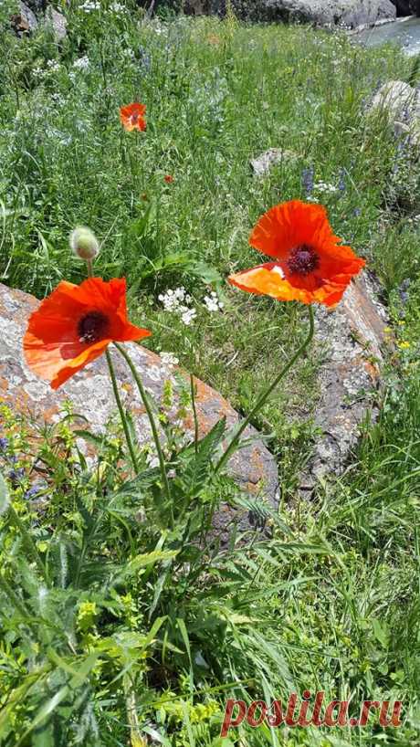 Ծաղկունք🌼
Յուրահատուկ հմայք,հոտ ու տեսք ունեն նաև հայրենի իմ բնաշխարհի ալպիական ծաղիկները....այս անմահական գեղեցկությունը տեսնելու համար ասում են մի փոքր էլ քո մեջ պետք է կրես այդ գեղեցիկից:
Գեղեցիկը դա ձևի և բովանդակության ներդաշնակությունն է:Գեղեցիկը պետք է տեսնել ամենուր, ամեն ինչում...ու մեր կյանքում: Գեղեցիկ ապրելը մեծագույն հաճույք է

Լուսավորիչ Դիդրոն գեղեցիկի մասին ասել է.«Մարդու կամքից անկախ ամեն ինչ գեղեցիկ է»: