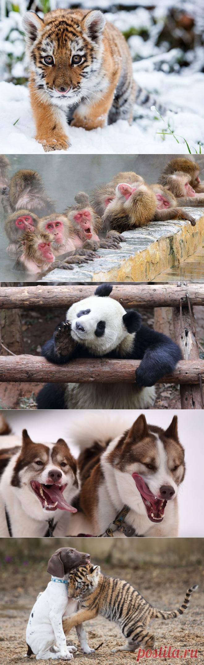 Жизнь животных в фотографиях