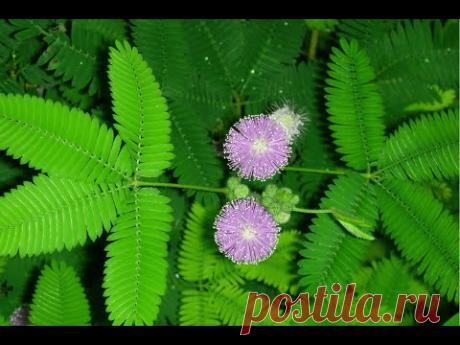 Мимоза стыдливая - сенсорное растение (Mimosa pudica)
