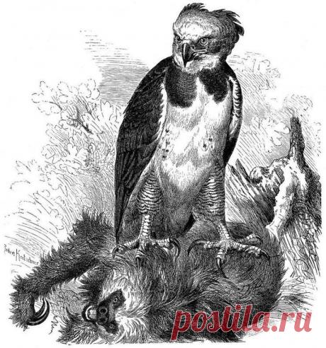 Южноамериканская гарпия — птица, в существование которой трудно поверить