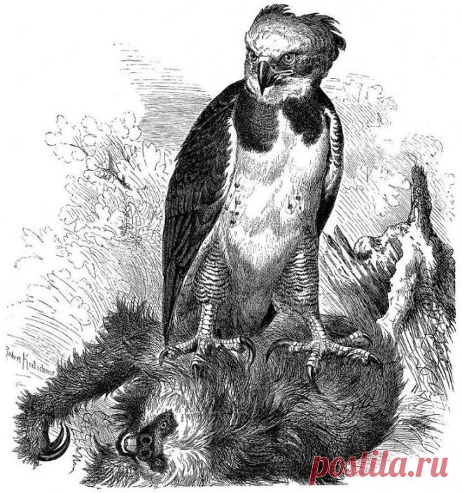 Южноамериканская гарпия — птица, в существование которой трудно поверить