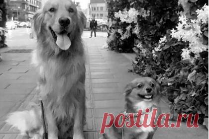 Запертая в клетке собака погибла в муках от нехватки кислорода во время перелета. Собака погибла в муках от нехватки кислорода во время авиаперелета из Шэньяна в Ванкувер из-за халатности сотрудников авиакомпании. Хозяйка животного — канадка Моник Коллетт (Monique Collette) жила и преподавала в Китае английский язык, однако из-за пандемии коронавирусной инфекции решила вернуться домой в Уайт-Рок.