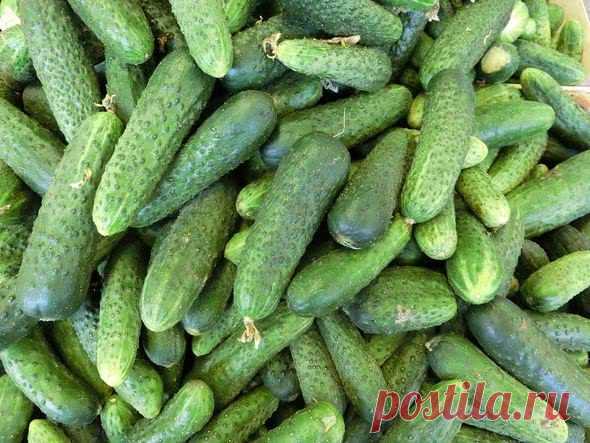 Лучшие сорта огурцов для теплицы из поликарбоната