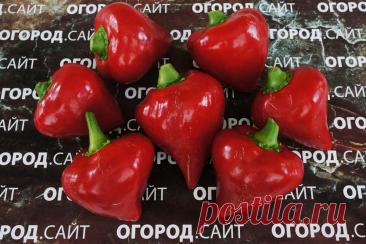 Перец Леся красная, семена купить | ОГОРОД.сайт