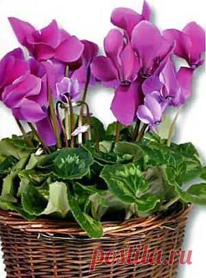 Размножение цикламенов семенами | Цветы и травы