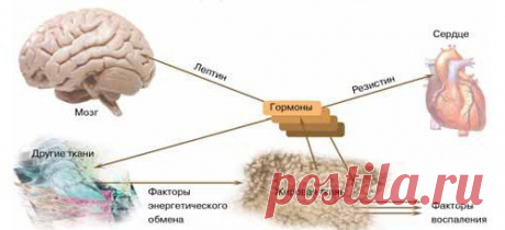 ГОРМОНАЛЬНАЯ АКТИВНОСТЬ ЖИРОВОЙ ТКАНИ