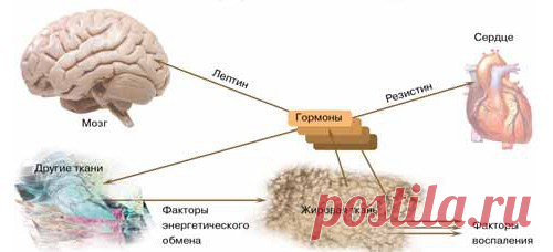 ГОРМОНАЛЬНАЯ АКТИВНОСТЬ ЖИРОВОЙ ТКАНИ