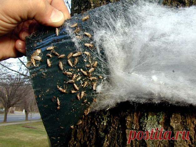 Домашнее средство от вредителей - 6 соток