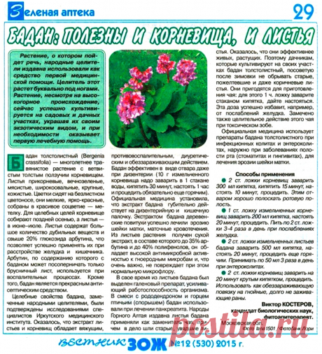 Бадан: полезны листья и корневища