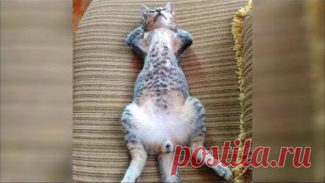 ЛУЧШИЕ ПРИКОЛЫ С ЖИВОТНЫМИ ПРИКОЛЫ С КОТАМИ 2019 FUNNY ANIMALS