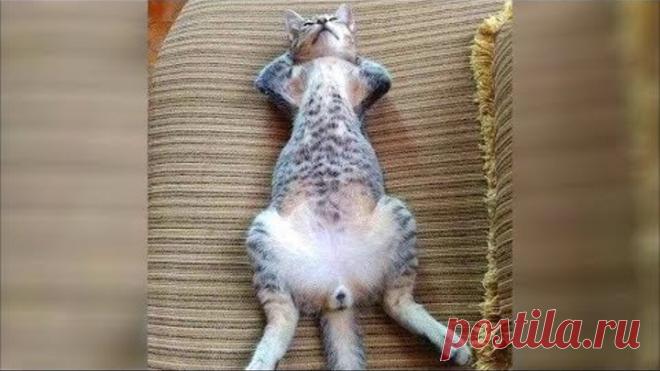 ЛУЧШИЕ ПРИКОЛЫ С ЖИВОТНЫМИ ПРИКОЛЫ С КОТАМИ 2019 FUNNY ANIMALS