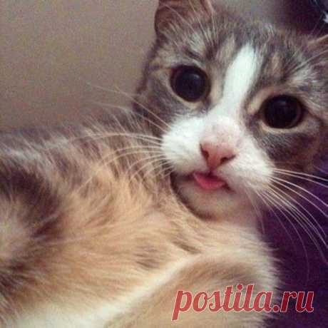 Селфи котов из социальных сетей
