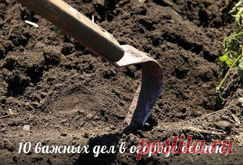 10 важных дел в огороде осенью