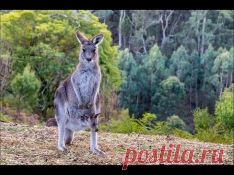 Детский дом для кенгуру в Австралии