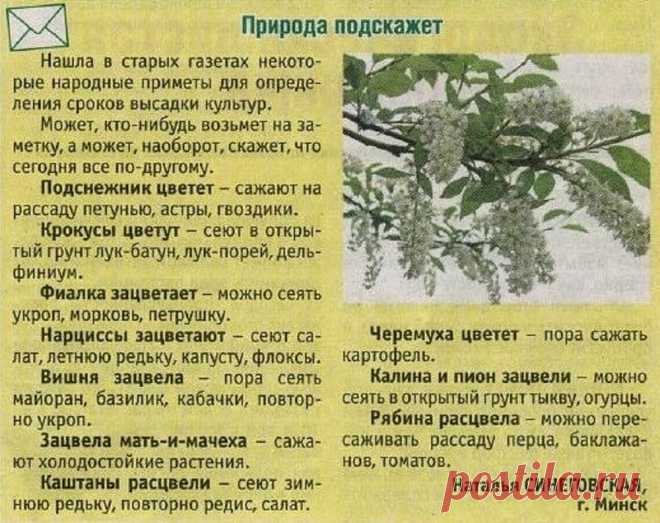 Природа подскажет, когда сажать