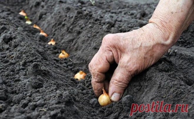 Лук пошел в стрелку: почему и что делать