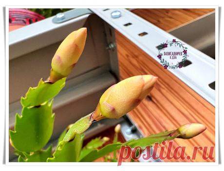 Если декабрист смотрит на вас голодными глазами в ноябре, не кормите: можете остаться без цветения. Чего ещё делать нельзя, а что — нужно | Палисадничек | Дзен