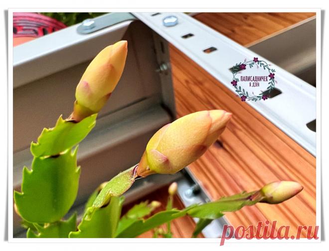 Если декабрист смотрит на вас голодными глазами в ноябре, не кормите: можете остаться без цветения. Чего ещё делать нельзя, а что — нужно | Палисадничек | Дзен