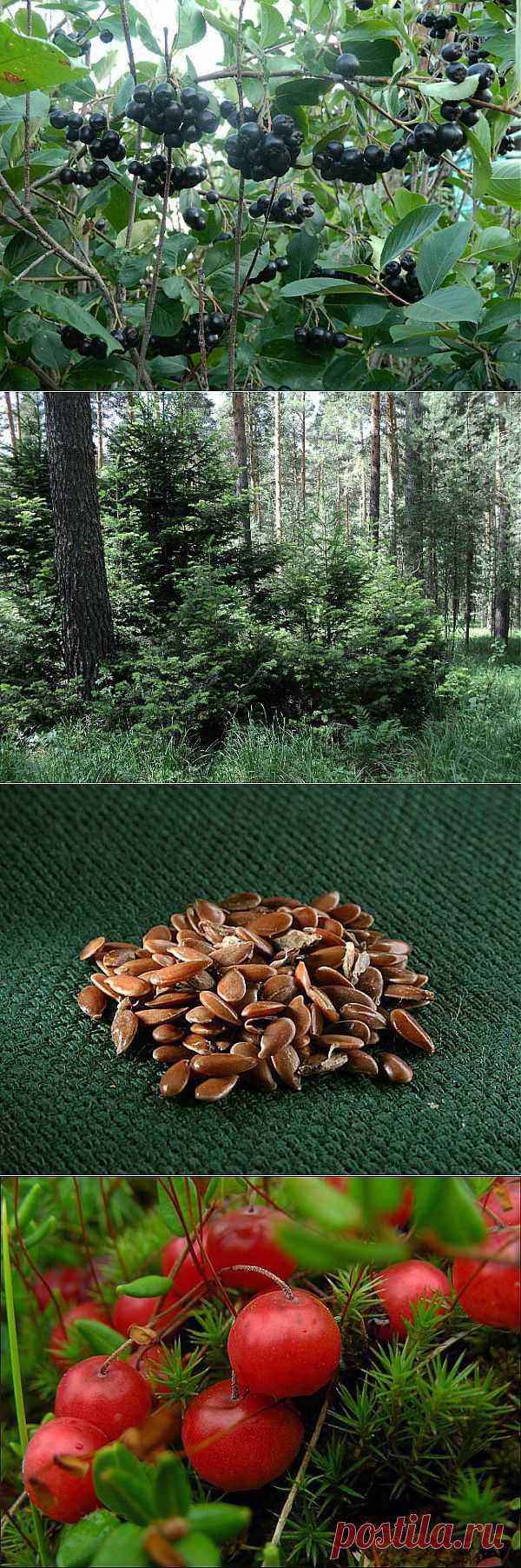 (+1) тема - Иммунитет, подъём! | ЗДОРОВЫЙ ОБРАЗ