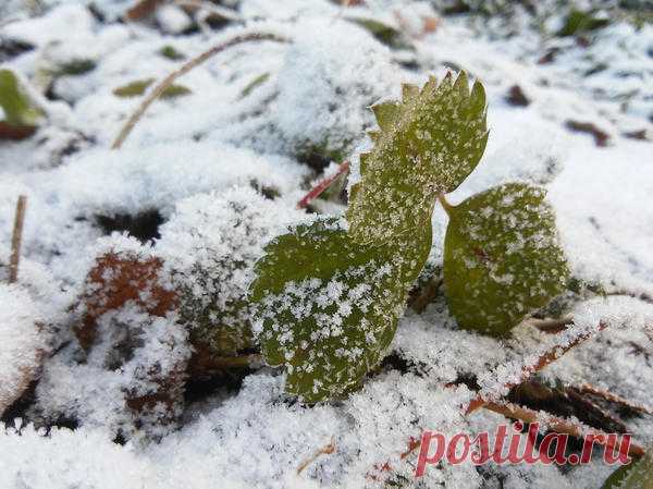 Осень на земляничной грядке: актуальные советы по уходу