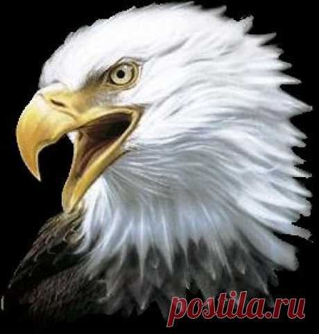 Клипарт-птицы.
