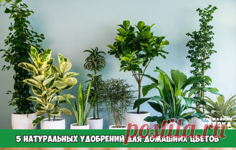 5 НАТУРАЛЬНЫХ УДОБРЕНИЙ ДЛЯ ДОМАШНИХ ЦВЕТОВ