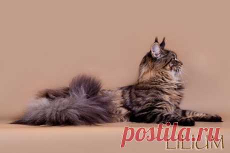 Особенности и характер Мейн Кунов — Питомник Мейн-кунов "Lilium"