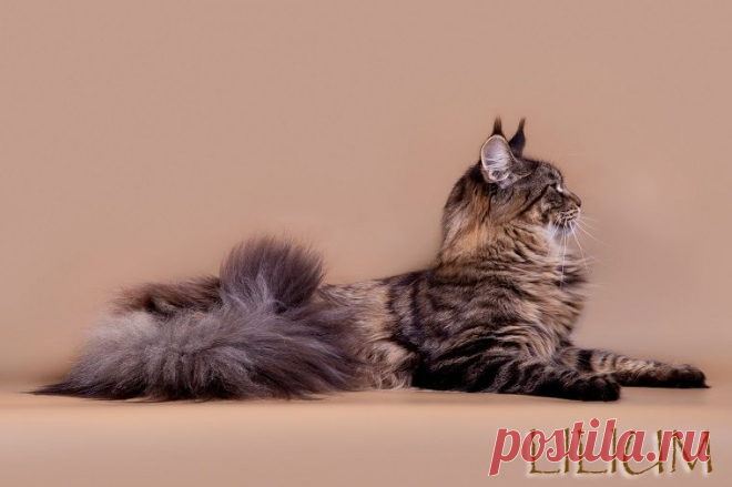 Особенности и характер Мейн Кунов — Питомник Мейн-кунов "Lilium"